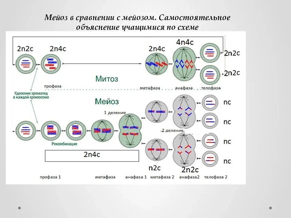 Таблица митоз мейоз 1 мейоз 2. Митоз и мейоз 2. Мейоз 1 фазы и набор хромосом. Мейоз схема 2n2c.