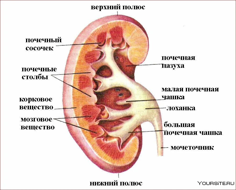 3 почки как называется. Внутреннее строение почки. внутреннее строение почки анатомия. строение почки почечные столбы. как устроена почка человека.
