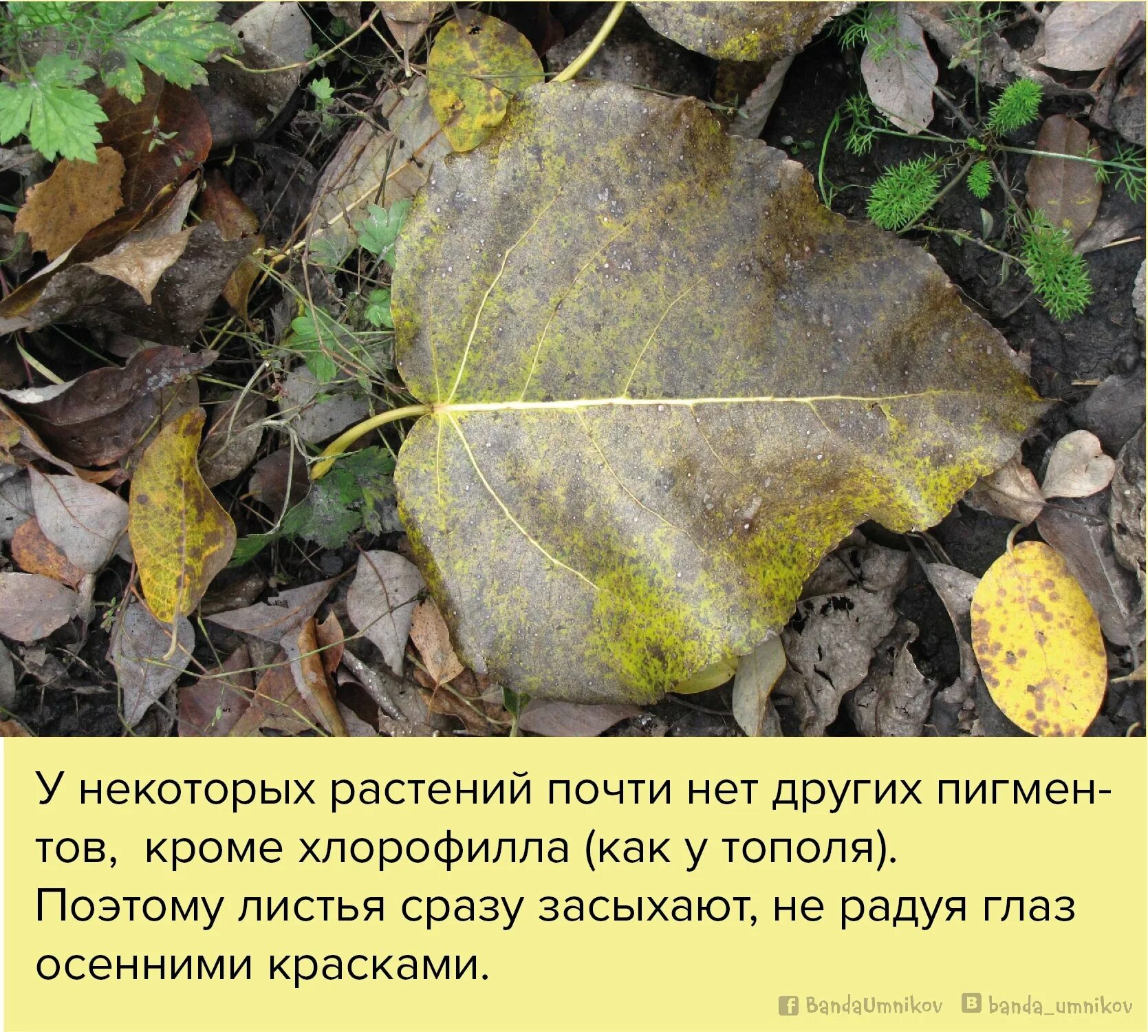 Какую пользу приносят опавшие листья растения. Опавшие листья тополя. тополиные листья осенью. листья тополя ранней осенью. окрас листьев тополя.