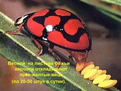 Почему божью коровку назвали божьей коровкой