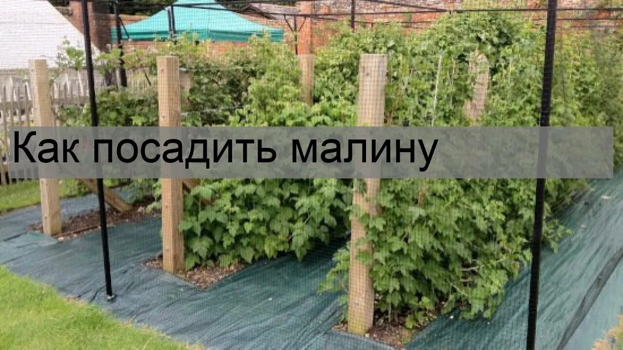 Как сажать малину схема. Как сажать малину схема. Траншейная посадка малины схема. Схема посадки малины в открытом грунте. Схема посадки малины на шпалере.