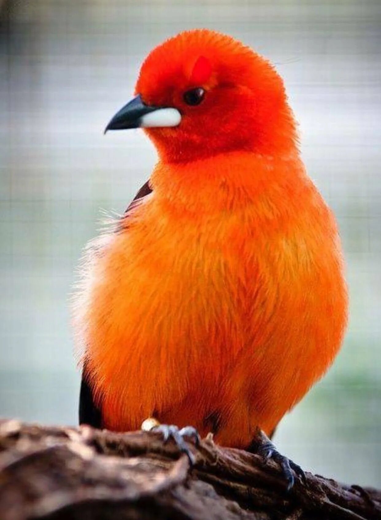 Оранжевая птичка как называется. Оранжевый пёстрый голубь. Оранжевая птица. Кенар птица оранжевая. Кенар птица оранжевая.