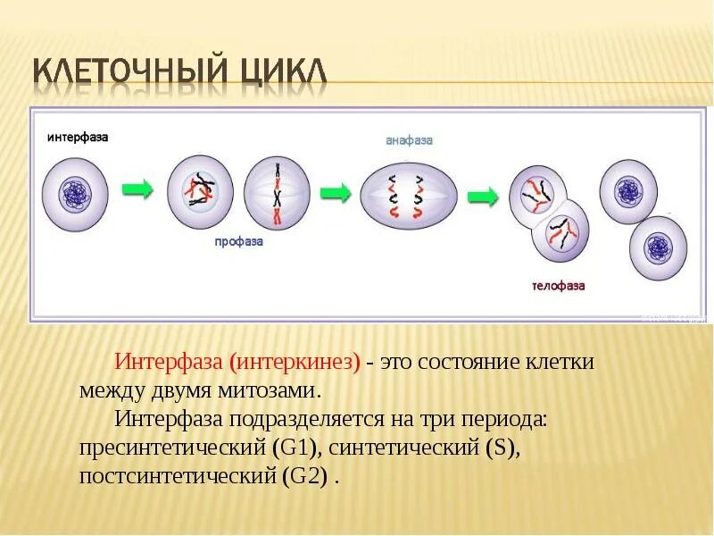 3 этапа интерфазы. Цикл клеточного деления. Фазы деления клетки интерфаза. Жизненный цикл интерфаза. Цикл деления клетки митоз.