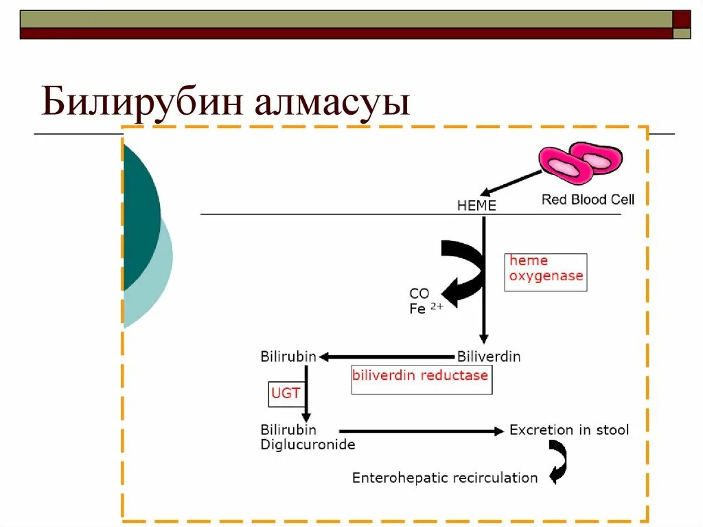 Билирубин. Билирубин биохимия. Билирубина + альбумин биохимия. Возникновение билирубина. Билирубин является конечным продуктом распада.