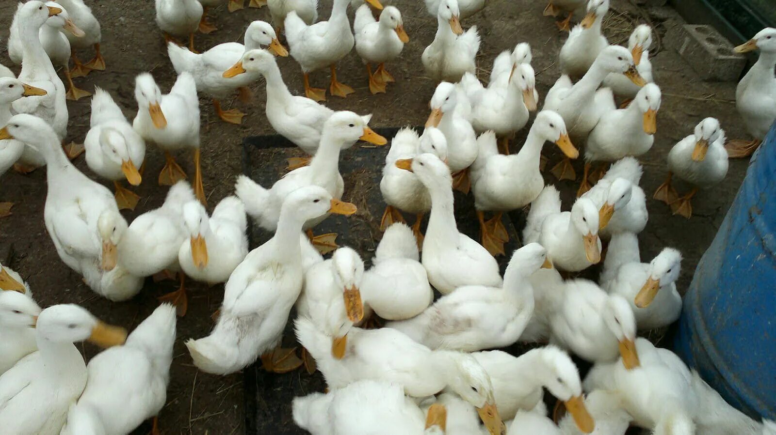 Утята черри велли. Утята черри велли. Утята черри велли. Пекинская утка черри велли. Утка черри фото.