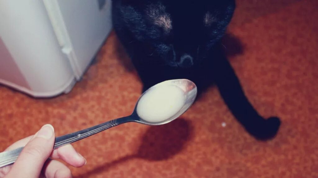 У кошки нет аппетита