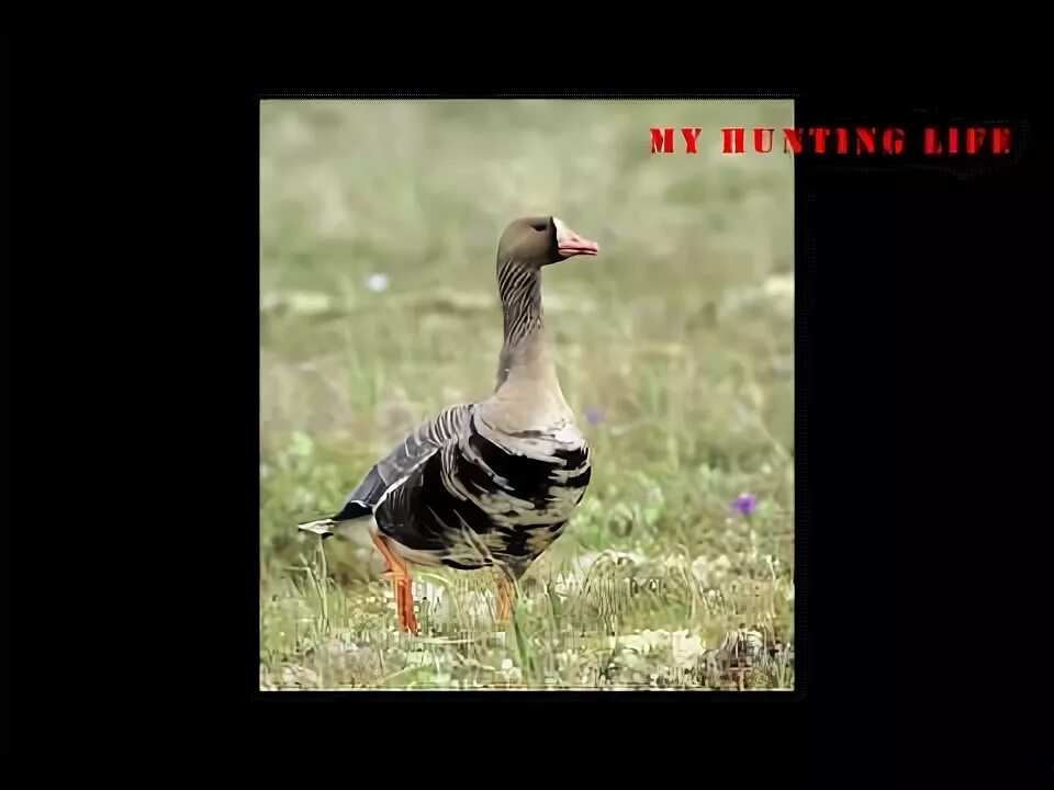 Гусь гогочет звук. Goose. Крик гусей слушать. Звук гуся. Крик гусей слушать.