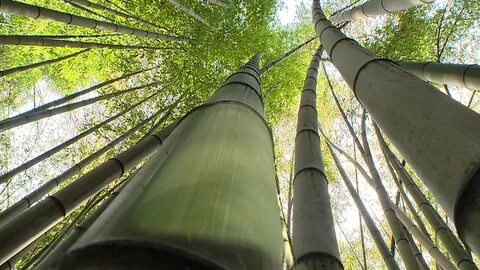 Бамбуковая сочи