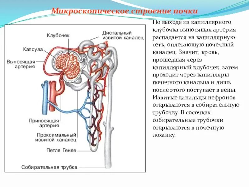 В какой части находятся капсулы нефронов. Строение нефрона почки анатомия. Нефрон система анатомия. Строение почки капсула нефрона. Строение нефрона почки биохимия.