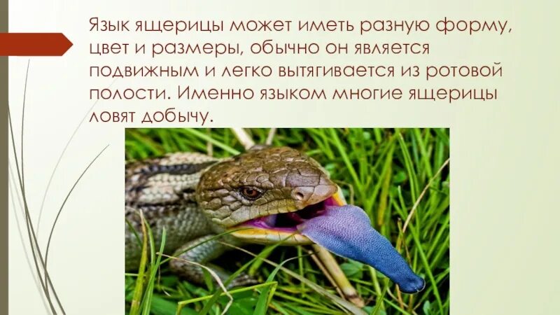 У ящериц язык является органом осязания. Язык ящерицы. ящерица биология. язык в форме ящерица. язык варана.