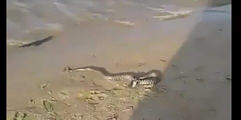 Змеи в каспийском море