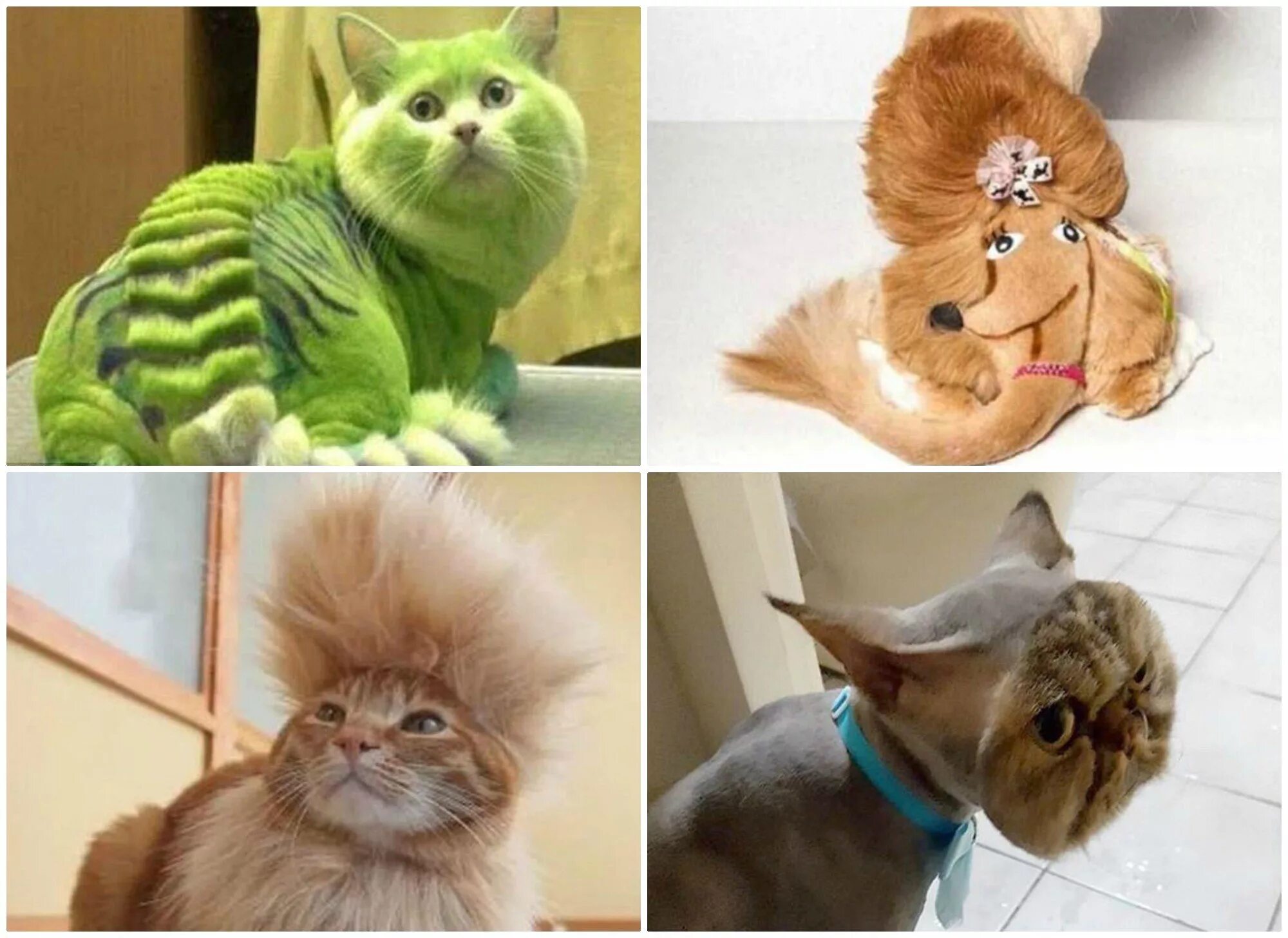 Стрижка кошек. Прически для котов. Модные стрижки кошек. Креативная стрижка кошек. Можно брить кошек