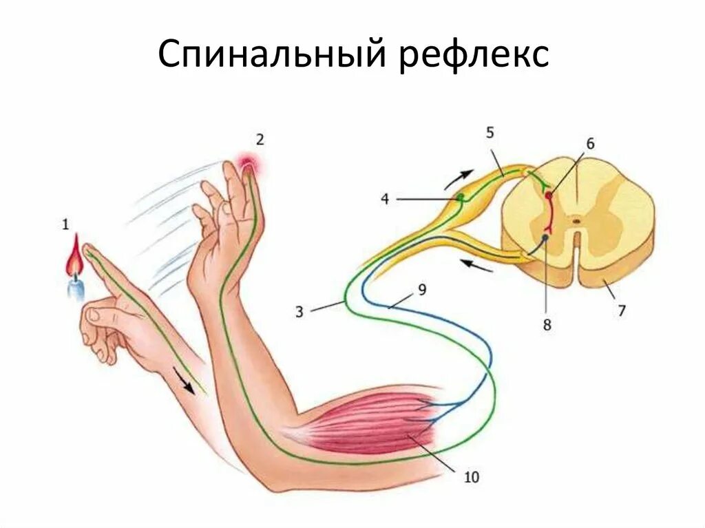 Рефлексы мышц. Схема рефлекторной дуги отдергивания руки от горячего предмета. Схема рефлекторной дуги защитного сгибательного рефлекса. Рефлекс и рефлекторная дуга. Схема рефлекторной дуги биология 8 класс.