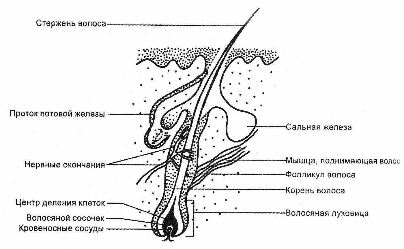 Где расположены потовые железы и корни волос. Строение волоса фолликул луковица. Схема строения корня волоса. Строение стержня волоса схема. Строение волоса и волосяного фолликула.