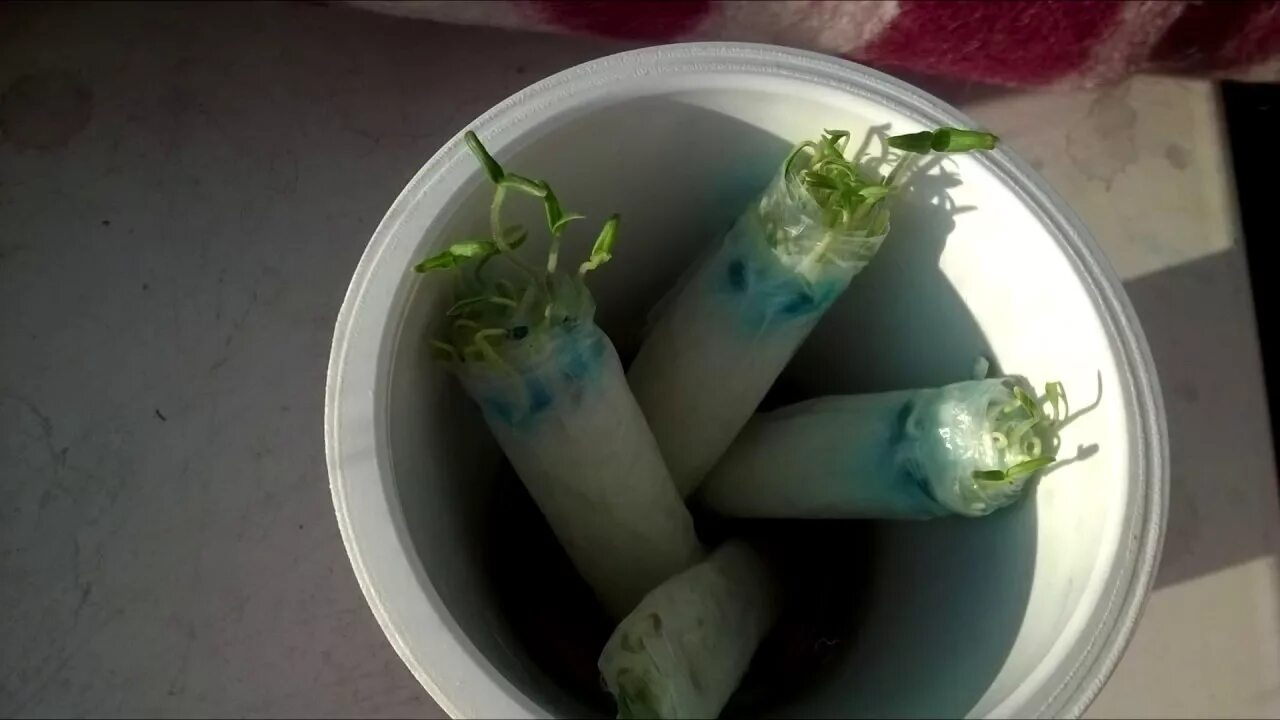 Как быстро прорастить кабачки