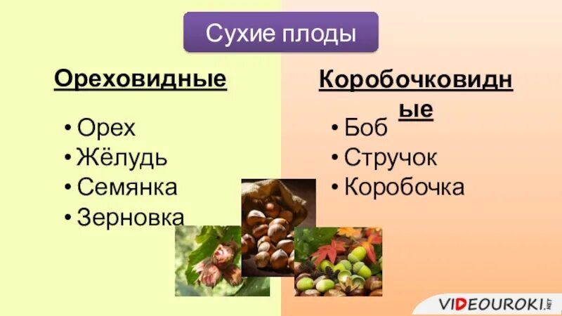 Сухие ореховидные плоды. Тип плода ореховидные. Ореховидные плоды биология 6 класс. Плоды сухие ореховидные Зерновка.