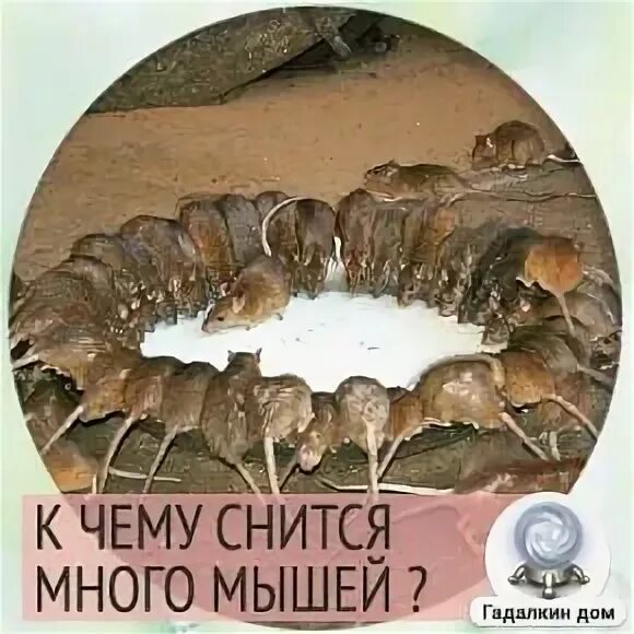 Снится много мышей к чему женщине