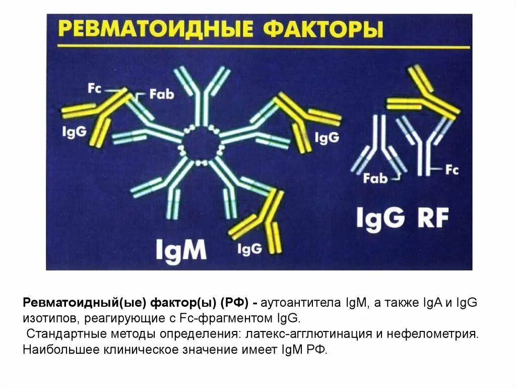 Содержание ревматоидных факторов. Ревматоидный фактор IGM что это. Методы определения ревматоидного фактора. Ревматоид фактор норма. Метод выявления ревматоидного фактора.