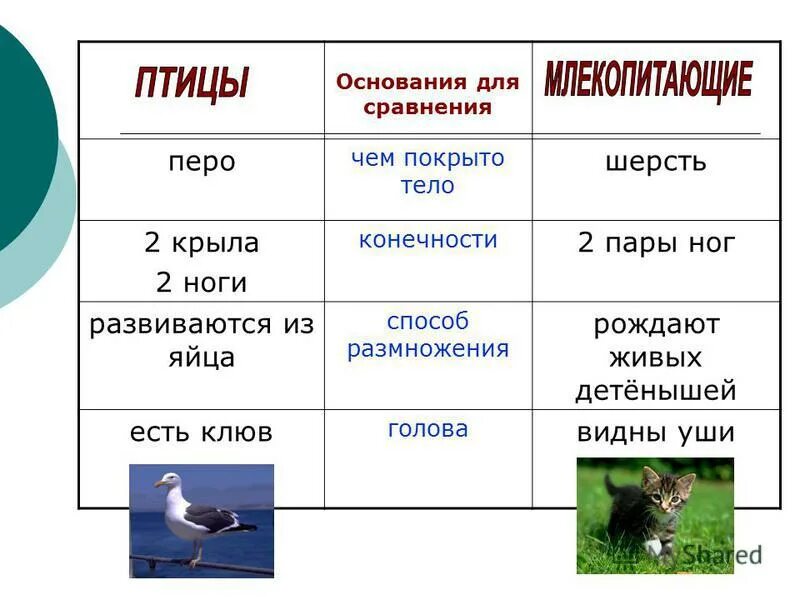 Сравнительная таблица пресмыкающихся и млекопитающих. Особенности птиц и млекопитающих. Чем отличаются птицы от млекопитающих. Сравнительная характеристика классов птиц и млекопитающих. Признаки птиц и млекопитающих.