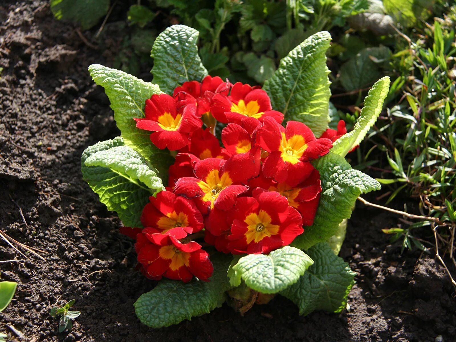 Growing Annuals in Pots: Follow These Tips for Beautiful Flowers Gardening for b