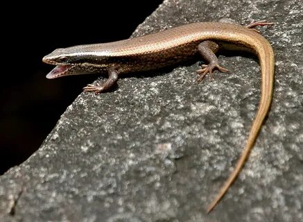 Mabuya macularia