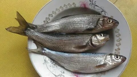 Сиг посолить вкусно и быстро