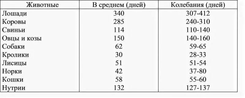 Срок беременности у коров