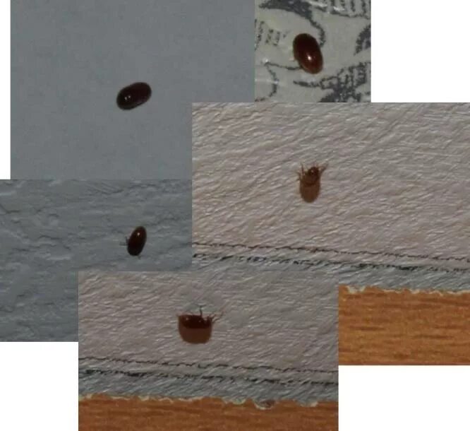 жучки в старом. жук кожеед маленький. квартирные жучки коричневые. личинка жука кожееда в квартире. дома ползают маленькие коричневые жучки.