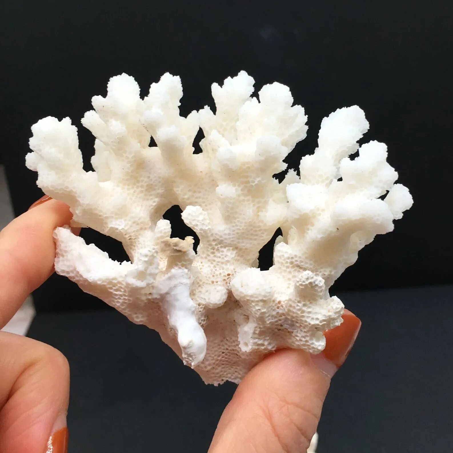 Белый коралл камень. Украшения из белого коралла. Коралл Кристалл. Белый искусственный коралл.