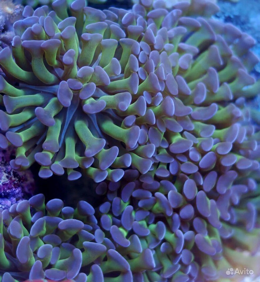 Коралл эуфилия зеленая. Euphyllia glabrescens. Эуфилия коралл. Эуфилия факельная. Эуфилия коралл.