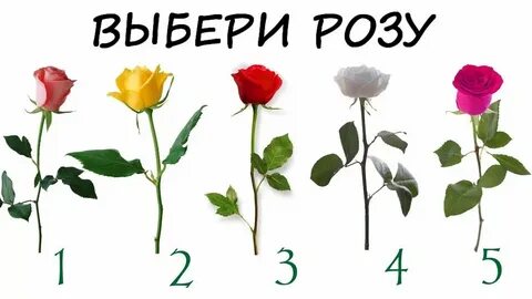 Тест 4 розы
