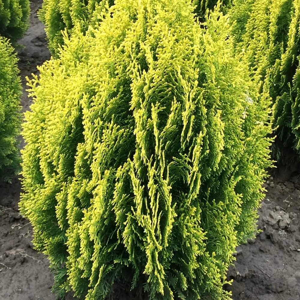 Platycladus orientalis aurea nana variegata. Туя западная ауреа нана. туя восточная ауреа нана. туя восточная aurea nana. туя пирамидалис ауреа.