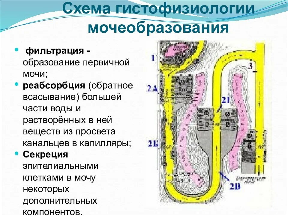 1 фильтрация первичной мочи происходит в. Процессы образования мочи: фильтрация, реабсорбция и секреция. мочеобразование фильтрация реабсорбция. фазы образования мочи фильтрация реабсорбция секреция. этапы мочеобразования схема.
