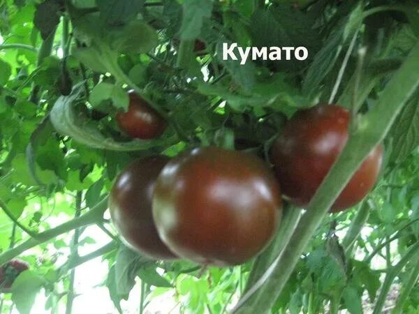 Кумато томат описание сорта характеристика отзывы урожайность. Черри кумато. Томаты кумато. Кумато сорт помидор. Кумато черри сорт помидор.