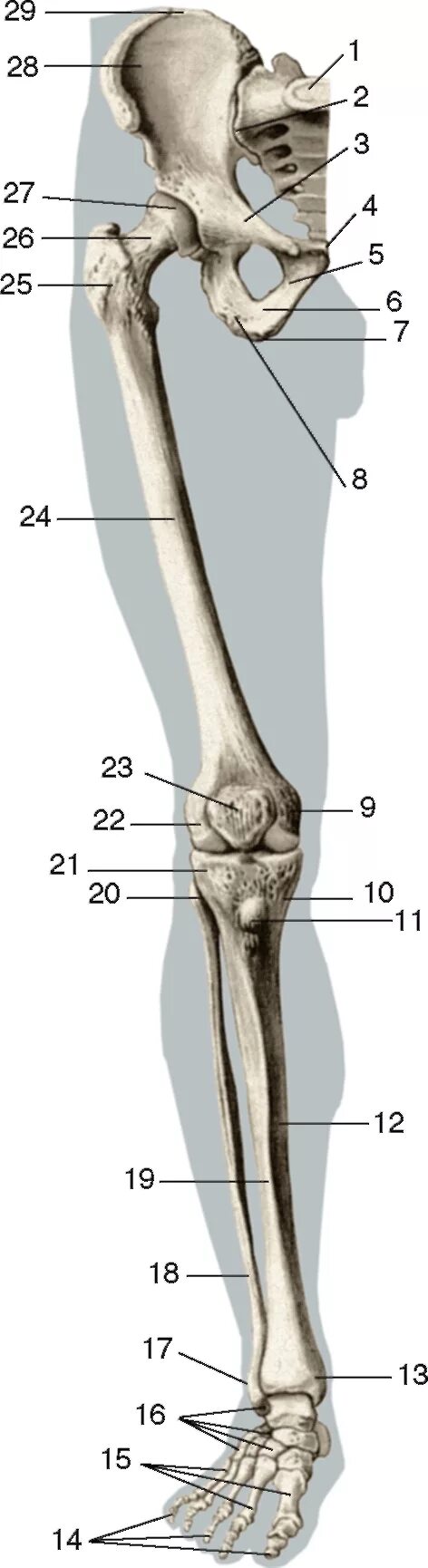 1 скелет голени. Кости нижней конечности анатомия. Кости нижней конечности вид спереди. Кости нижних конечностей человека анатомия. Кости нижней конечности( кости таза и свободной нижней конечности).