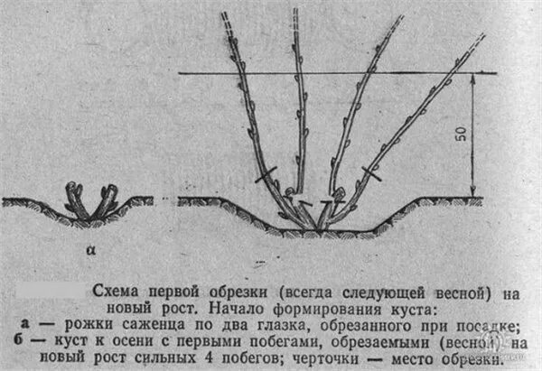 Обрезка спиреи весной после зимы. Обрезка спиреи метельчатой весной. Спирея серая формирование куста. Весенняя обрезка сирени схема. Спирея метельчатая обрезка осенью.