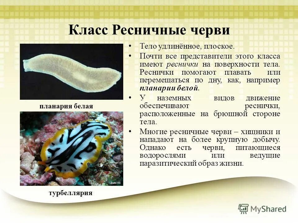 тип плоские черви класс ресничные
