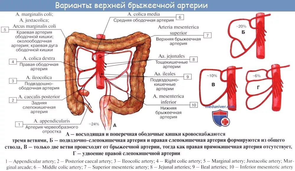 Ветви верхней брыжеечной артерии схема. Ветви верхней и нижней брыжеечной артерии схема. Мезентериальные сосуды анатомия схема. Ветвь верхней брыжеечной артерии кровоснабжающую тонкую кишку. Сосуд собирающий кровь от органов брюшной полости