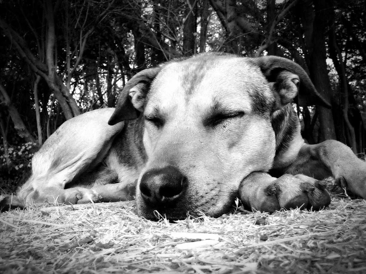 Animals rest