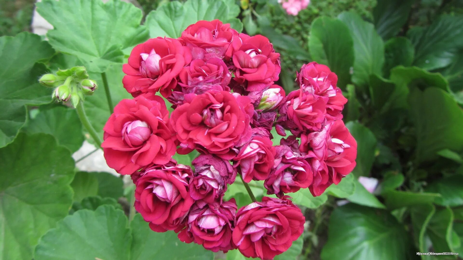 королевская пеларгония розебудная. пеларгония розочкой. герань махровая красная розебудная. пеларгония розебудная красная. Red rose пеларгония.