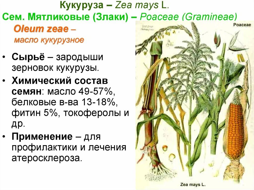 Кукуруза относится к группе. Кукуруза - Zea Mays l.. Строение кукурузы. Структура кукурузы. Кукуруза строение растения.