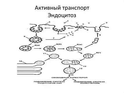 Эндоцитоз вид транспорта