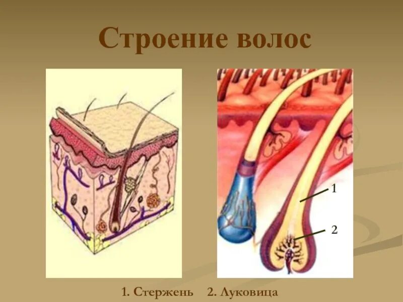 Структура волоса. Строение волоса. Строение волоса стержень и луковица. Волосяная луковица.