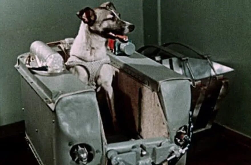 Первые собаки полетевшие в космос лайка. Лайка 1957. Собака лайка в космосе 1957. 1 Собака лайка космонавт. Собака лайка на спутнике 2.