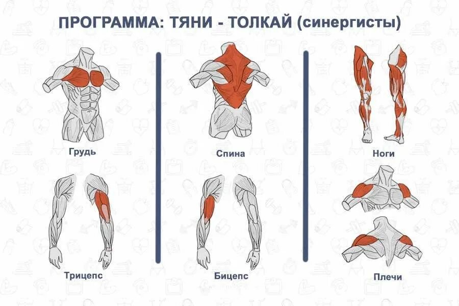 Разделение мышц на группы для тренировок. Грудь бицепс спина трицепс. Упражнения на группы мышц. Тянущие и толкающие мышечные группы.