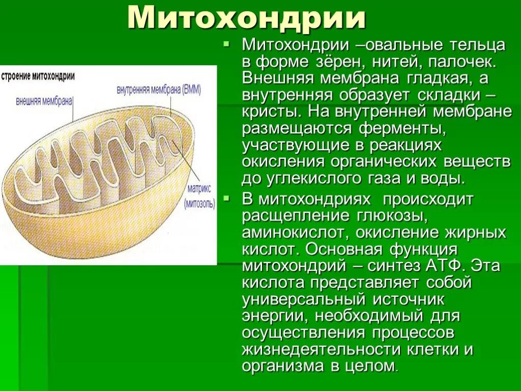 Окисление органических веществ в клетках. Ферменты митохондрий. Внутренняя мембрана митохондрий образует. Складки внутренней мембраны образуют Кристы. Гладкая мембрана у митохондрий.