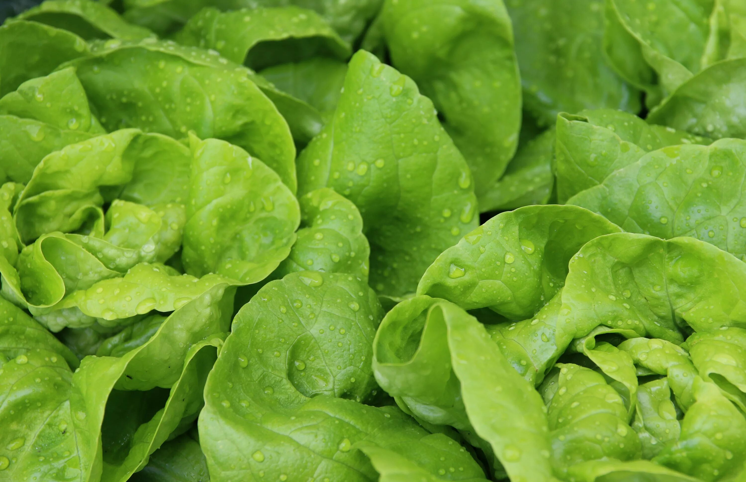 Покажите зелень. Зелень латук. Салат латук кочанный. Салат зеленый листовой латук. Масло салата латука.
