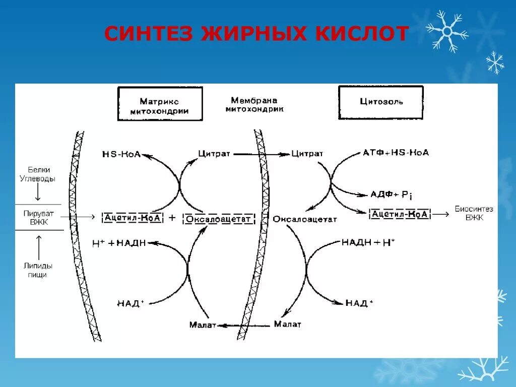 Толстой синтез. Синтез высших жирных кислот схема. Синтез жирных кислот биохимия схема. Общая схема синтеза жирных кислот. Биосинтез жирных кислот схема.