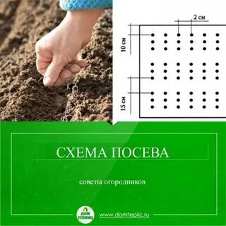 Схема посадки морковки