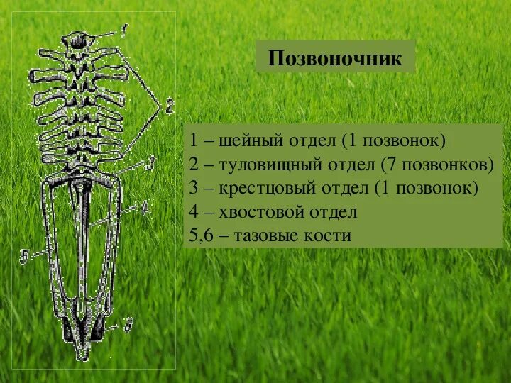 В позвоночнике 2 отдела туловищный и хвостовой. Крестцовый отдел позвоночника у амфибий. Отделы позвоночника земноводных. Позвоночник земноводных. Отделв ы позвоночника земнодныхю.